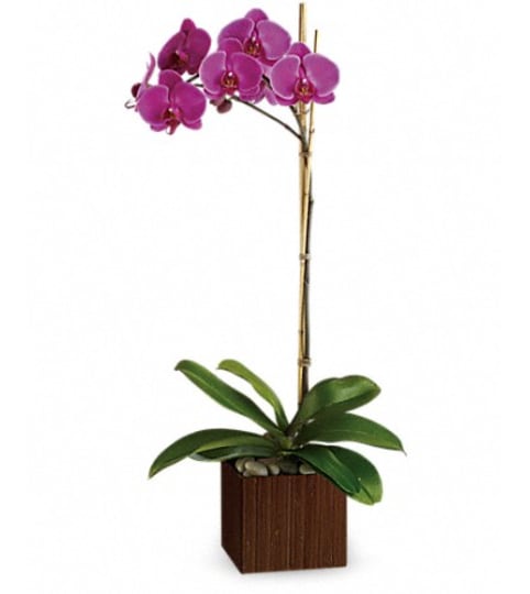 SUBLIME ORCHID. An arrangement by Fine's Flowers. SUBLIME ORCHID. An arrangement by Fine's Flowers.