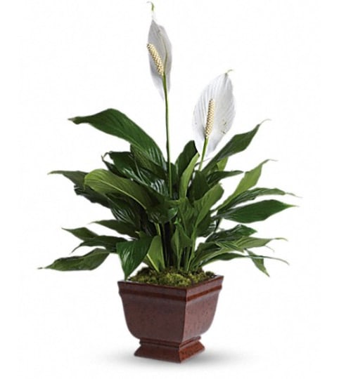 Lovely one spathiphyllum plant. An arrangement by Fine's Flowers.