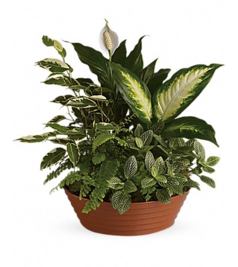 SERENE RETREAT PLANTER. An arrangement by Fine's Flowers. SERENE RETREAT PLANTER. An arrangement by Fine's Flowers.