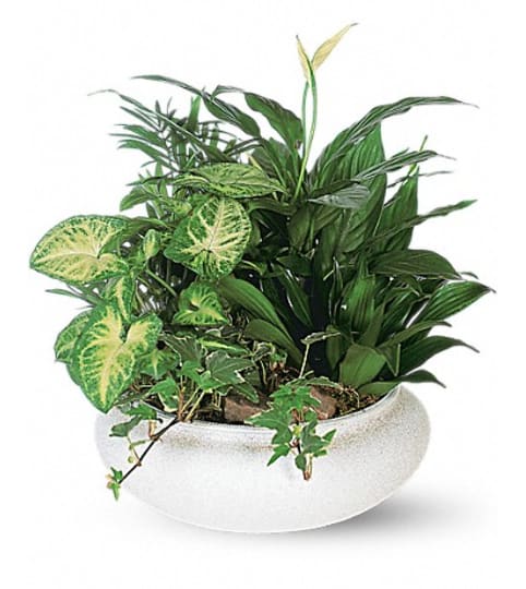 Dish garden. An arrangement by Fine's Flowers. Dish garden. An arrangement by Fine's Flowers.