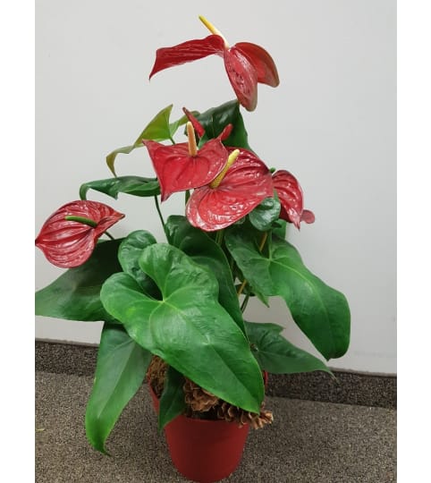 Flamingo flower. An arrangement by Fine's Flowers.