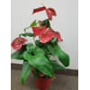 Flamingo flower - Deluxe. An arrangement by Fine's Flowers.