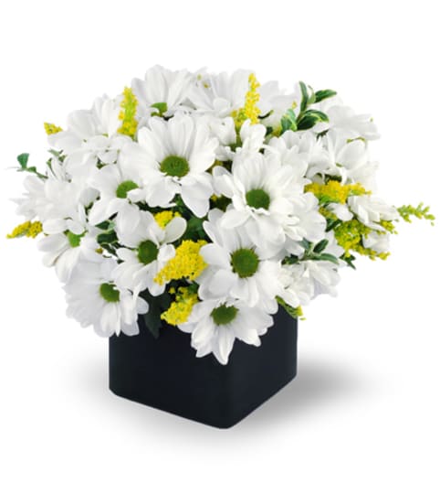 Daisy Delight. An arrangement by Fine's Flowers. Daisy Delight. An arrangement by Fine's Flowers.
