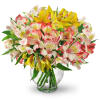Perfect Peruvian Lilies - Deluxe. An arrangement by Fine's Flowers. Bountiful stems of yellow, white, and red alstroemeria mingle in a classic vase..