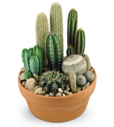 Cactus Garden. An arrangement by Fine's Flowers. Cactus Garden. An arrangement by Fine's Flowers.