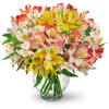 Perfect Peruvian Lilies - Premium. An arrangement by Fine's Flowers. Bountiful stems of yellow, white, and red alstroemeria mingle in a classic vase..