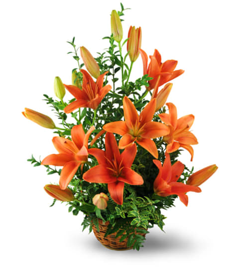 Asiatic Lily Basket. An arrangement by Fine's Flowers.