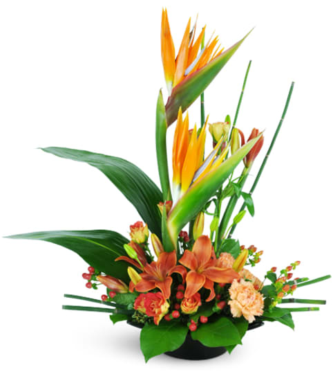 High-Rise Prize™. An arrangement by Fine's Flowers. High-Rise Prize™. An arrangement by Fine's Flowers.
