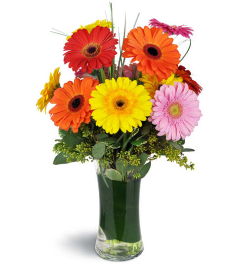 Daisy Rainbow™. An arrangement by Fine's Flowers. Daisy Rainbow™. An arrangement by Fine's Flowers.