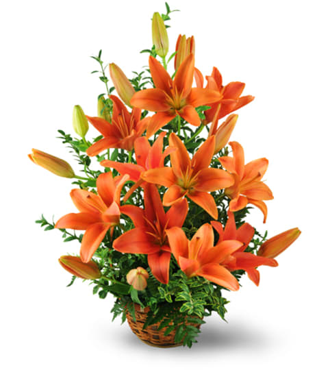 Asiatic Lily Basket. An arrangement by Fine's Flowers. Asiatic Lily Basket. An arrangement by Fine's Flowers.
