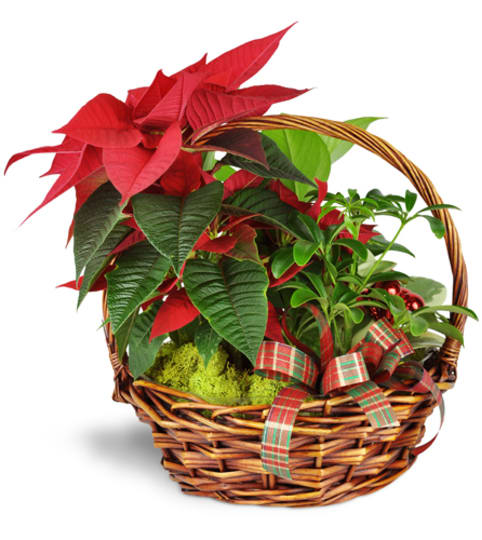 Holiday Basket of Cheer™. An arrangement by Fine's Flowers.