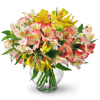 Perfect Peruvian Lilies - Standard. An arrangement by Fine's Flowers. Bountiful stems of yellow, white, and red alstroemeria mingle in a classic...