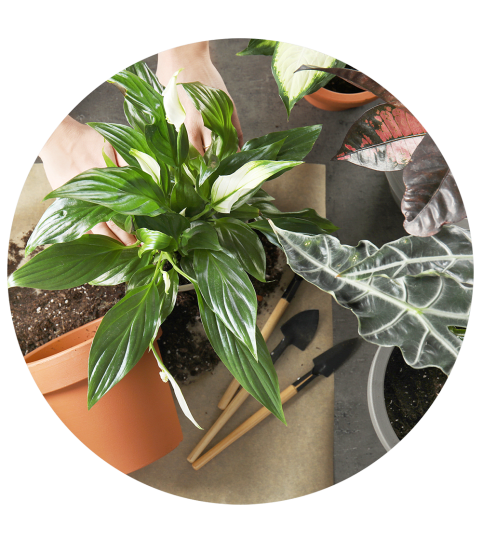 Florist's Choice Plant for Mother's Day. An arrangement by Fine's Flowers.